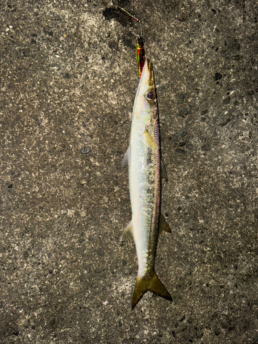 カマスの釣果