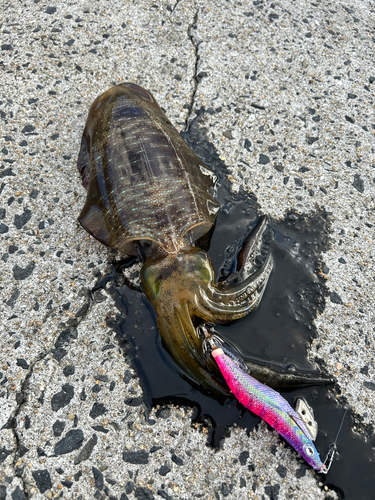 アオリイカの釣果