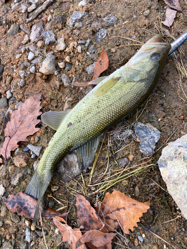 ラージマウスバスの釣果