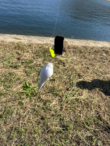 クサフグの釣果