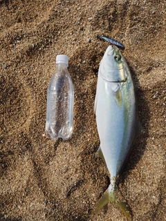 ハマチの釣果