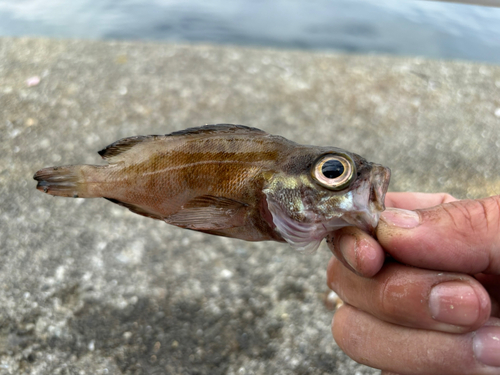 メバルの釣果