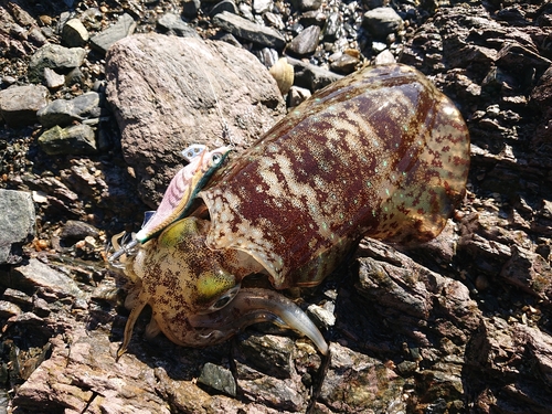 アオリイカの釣果