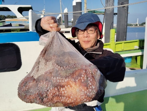 マダコの釣果