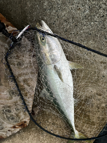 ブリの釣果