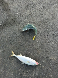 イナダの釣果