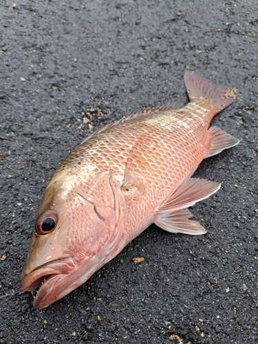 ゴマフエダイの釣果