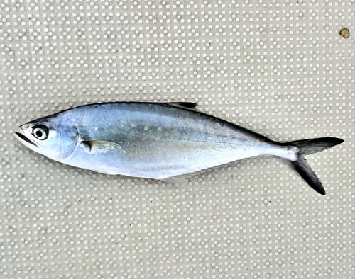 イケカツオの釣果