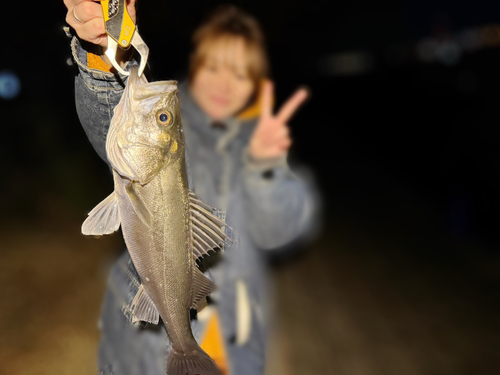 フッコ（マルスズキ）の釣果