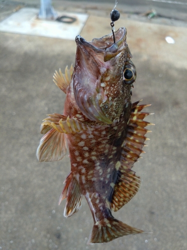 カサゴの釣果