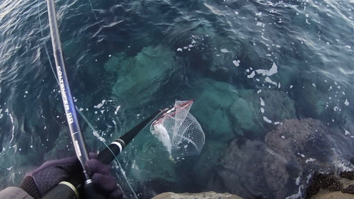 ハマチの釣果