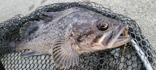 クロソイの釣果