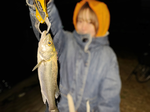 セイゴ（マルスズキ）の釣果