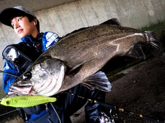 ヒラスズキの釣果