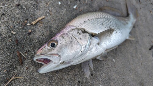 ニベの釣果