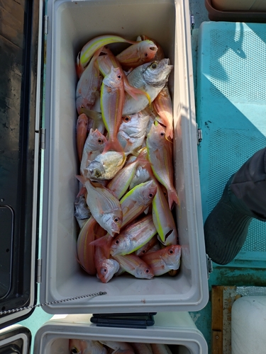 レンコダイの釣果