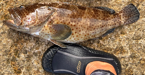 チャイロマルハタの釣果