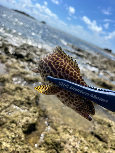 イシミーバイの釣果