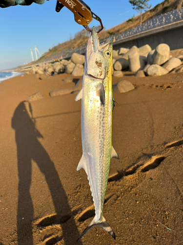 サゴシの釣果