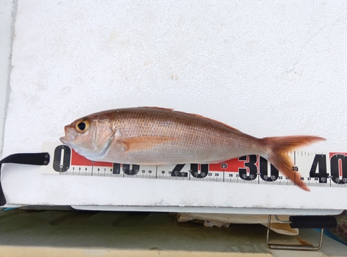 ヒメダイの釣果