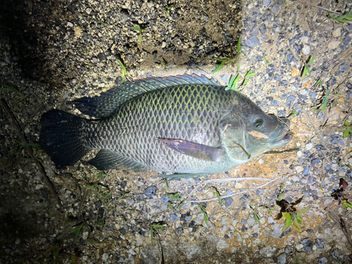 ティラピアの釣果