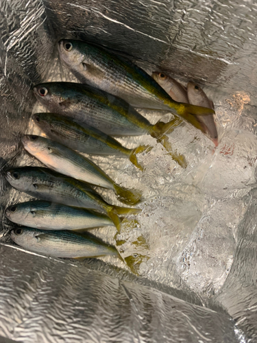 タカベの釣果