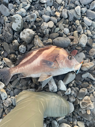 コショウダイの釣果