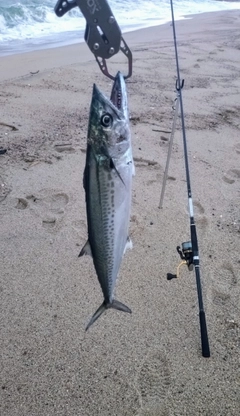 サゴシの釣果