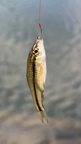 クチボソの釣果