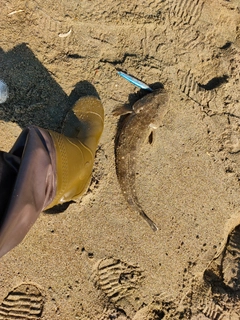 マゴチの釣果