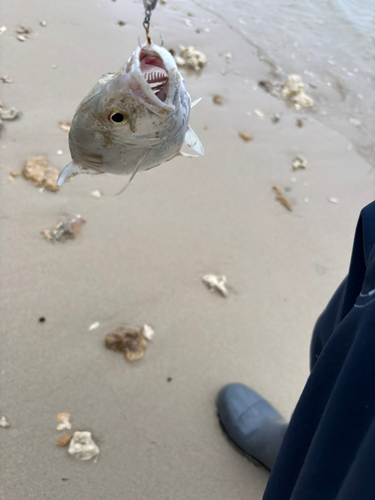 メッキの釣果