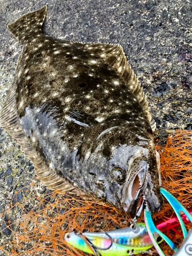 ヒラメの釣果