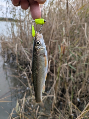 釣果