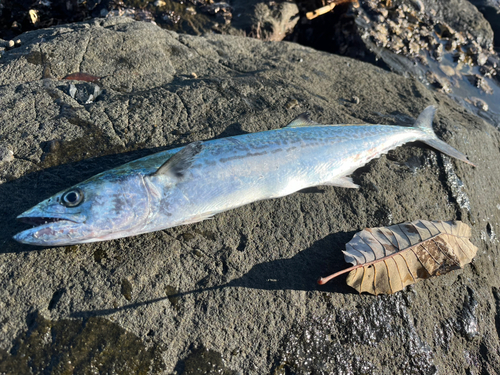 釣果