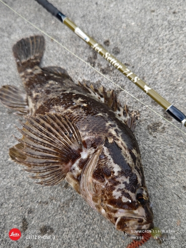 ベッコウゾイの釣果