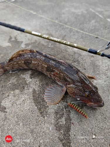 アイナメの釣果