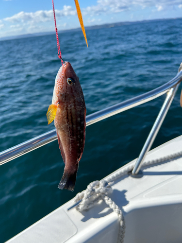 ホシササノハベラの釣果