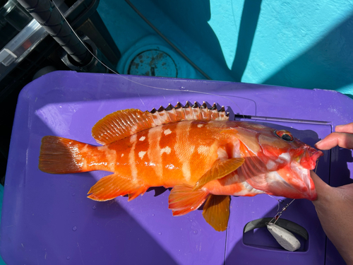 アカハタの釣果