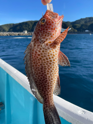 オオモンハタの釣果