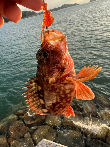 カサゴの釣果