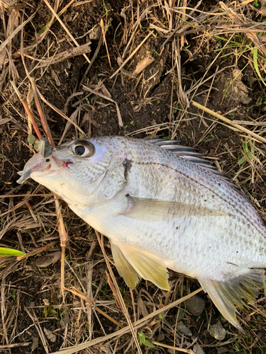 キビレの釣果