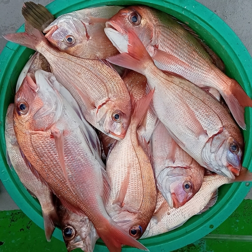 ハナダイの釣果