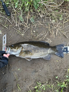 スモールマウスバスの釣果