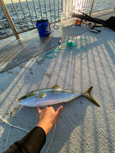 メジロの釣果