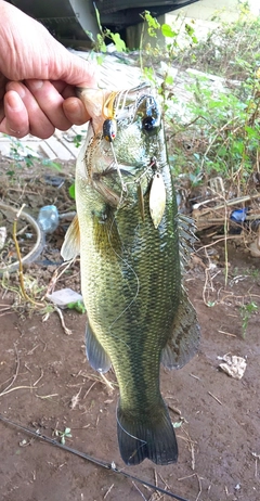 ブラックバスの釣果