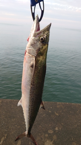 サゴシの釣果