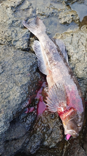 アイナメの釣果