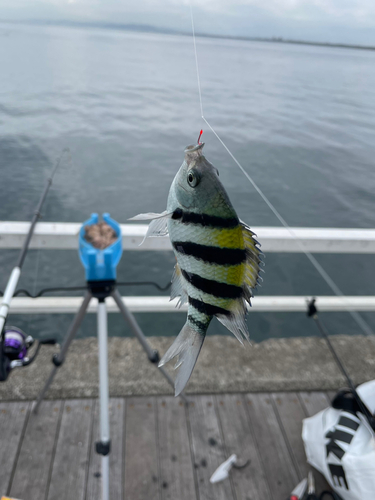 オヤビッチャの釣果