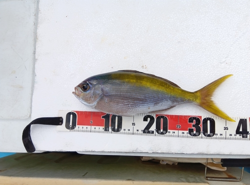 ウメイロの釣果