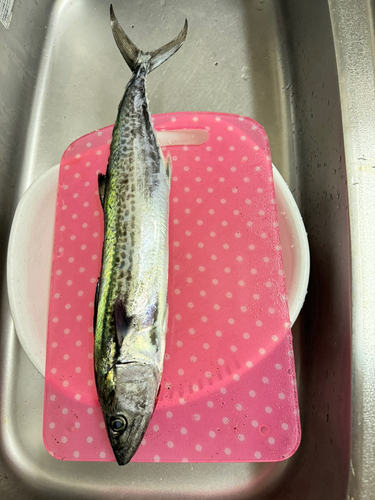 サゴシの釣果